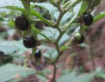 Schwarze Tollkirsche (Atropa belladonna)