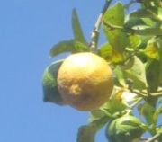 Vitamin C Hochdosis-Infusion